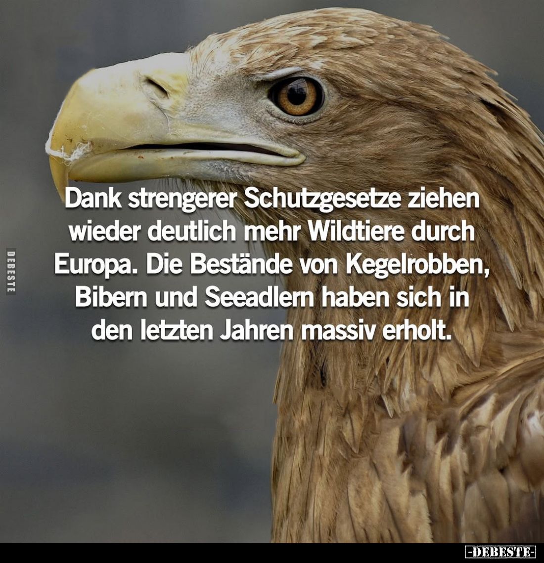 Dank strengerer Schutzgesetze ziehen wieder deutlich mehr Wildtiere durch Europa. Die Bestände von Kegelrobben, Bibern und Se...