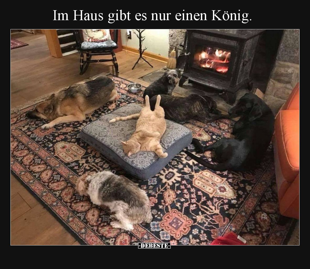 Im Haus gibt es nur einen König.