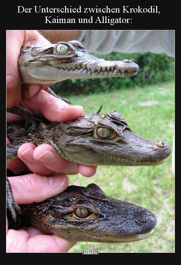 Der Unterschied zwischen Krokodil, Kaiman und.. - Lustige Bilder | DEBESTE.de