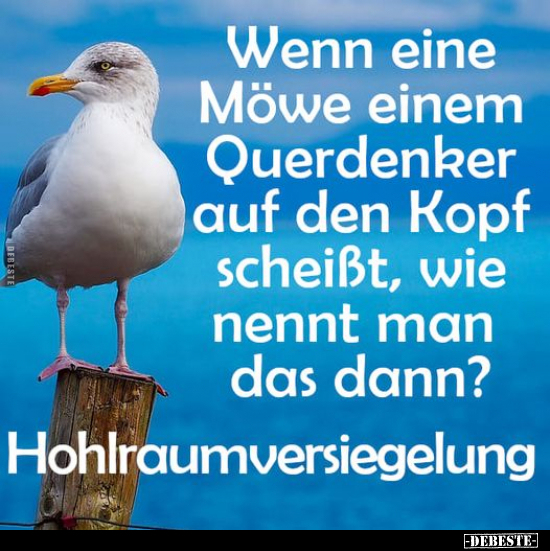 Wenn eine Möwe einem Querdenker auf den Kopf.. - Lustige Bilder | DEBESTE.de