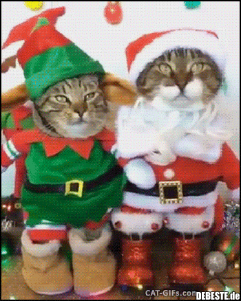 katzen gifs lustig, weihnachten gifs lustige bilder, weihnachtsmann gifs