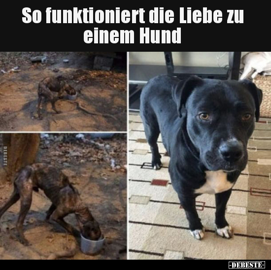 So funktioniert die Liebe zu einem Hund