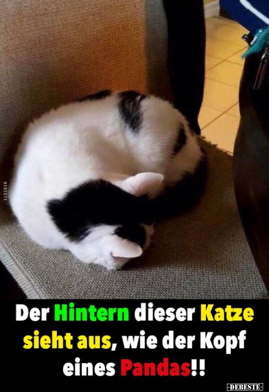 Der Hintern dieser Katze sieht aus, wie der Kopf eines Pandas! - Lustige Bilder | DEBESTE.de