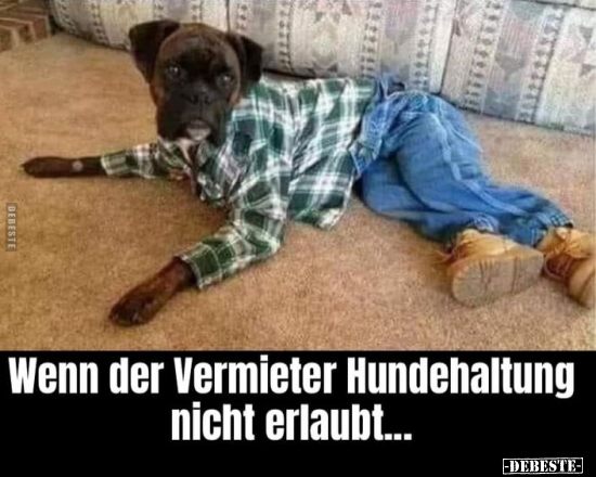 Wenn der Vermieter Hundehaltung nicht erlaubt... - Lustige Bilder | DEBESTE.de
