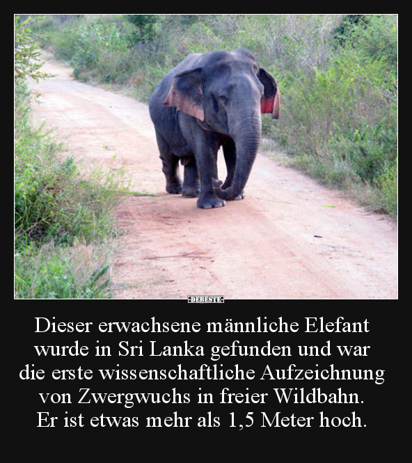 Dieser erwachsene männliche Elefant wurde in Sri Lanka.. - Lustige Bilder | DEBESTE.de