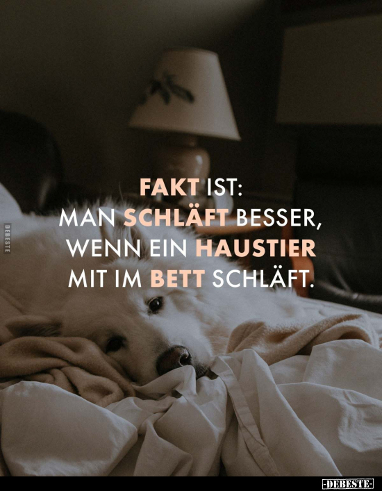 Fakt ist: Man schläft besser, wenn ein Haustier mit im Bett schläft.. - Lustige Bilder | DEBESTE.de