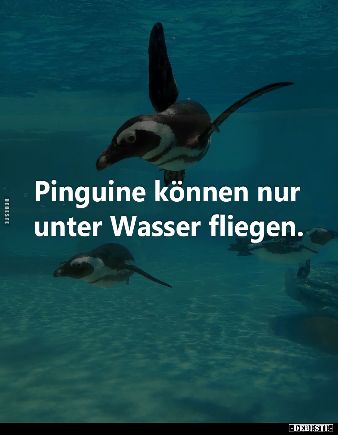 Pinguine können nur unter Wasser fliegen.