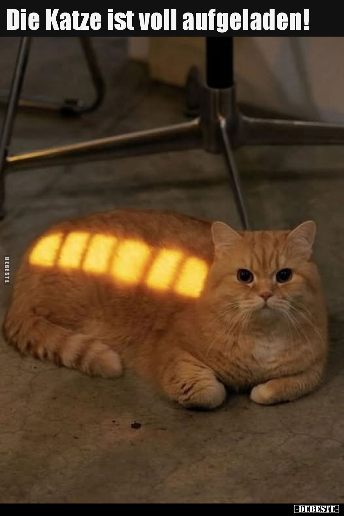 Die Katze ist voll aufgeladen!