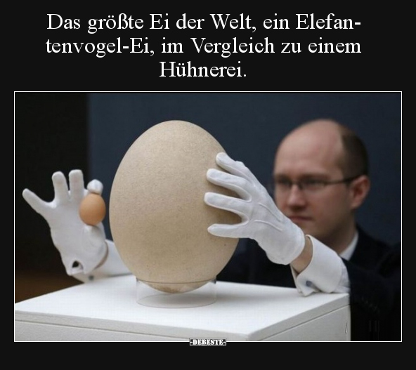 Das größte Ei der Welt, ein Elefantenvogel-Ei, im Vergleich.. - Lustige Bilder | DEBESTE.de