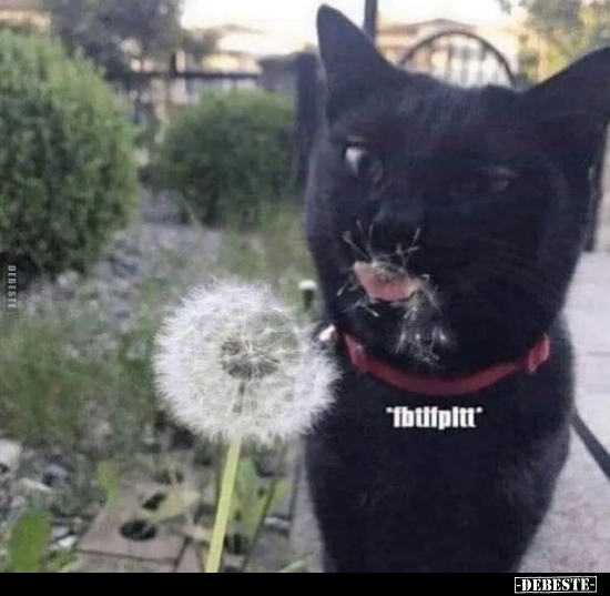  - Lustige Bilder | DEBESTE.de