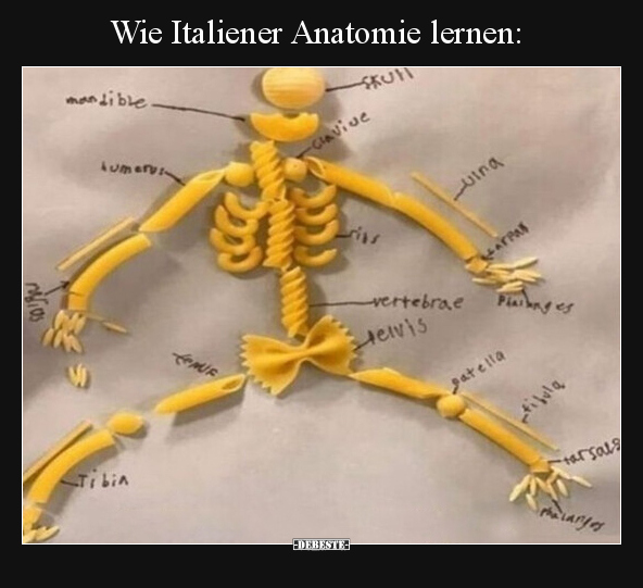 Wie Italiener Anatomie lernen.. - Lustige Bilder | DEBESTE.de