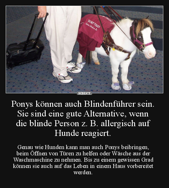 Ponys können auch Blindenführer sein. Sie sind eine gute..