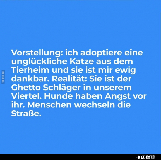 Vorstellung: ich adoptiere eine unglückliche Katze aus dem.. - Lustige Bilder | DEBESTE.de