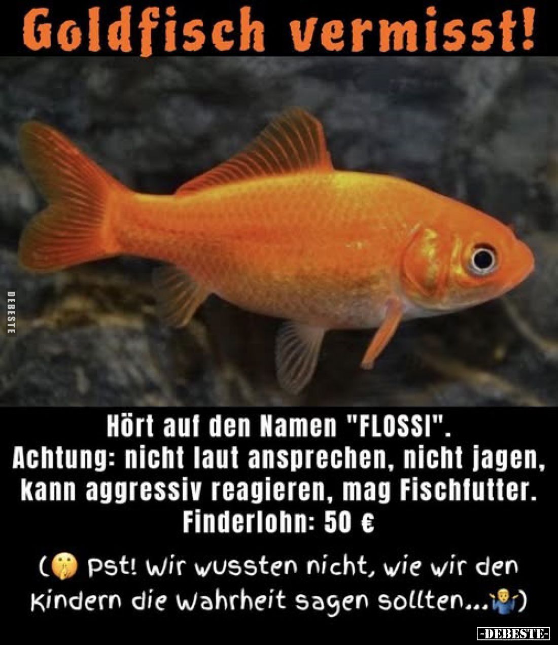 Goldfisch vermisst!
Hört auf den Namen "FLOSSI". Achtung: nicht laut ansprechen, nicht jagen, kann aggressiv rea...