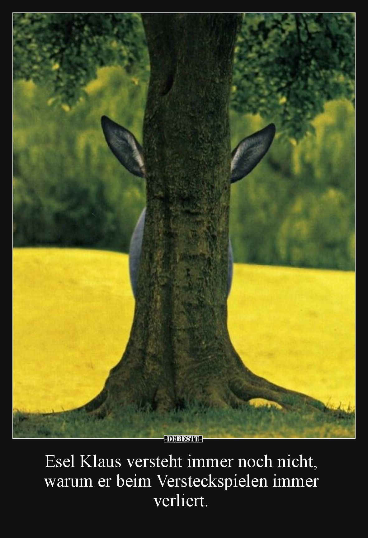 Esel Klaus versteht immer noch nicht, warum er beim Versteckspielen immer verliert.