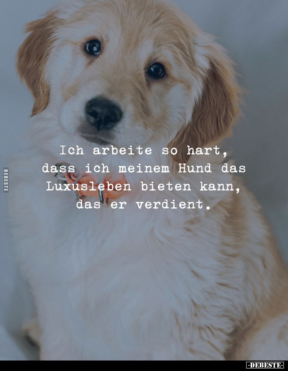 Ich arbeite so hart, dass ich meinem Hund.... - Lustige Bilder | DEBESTE.de