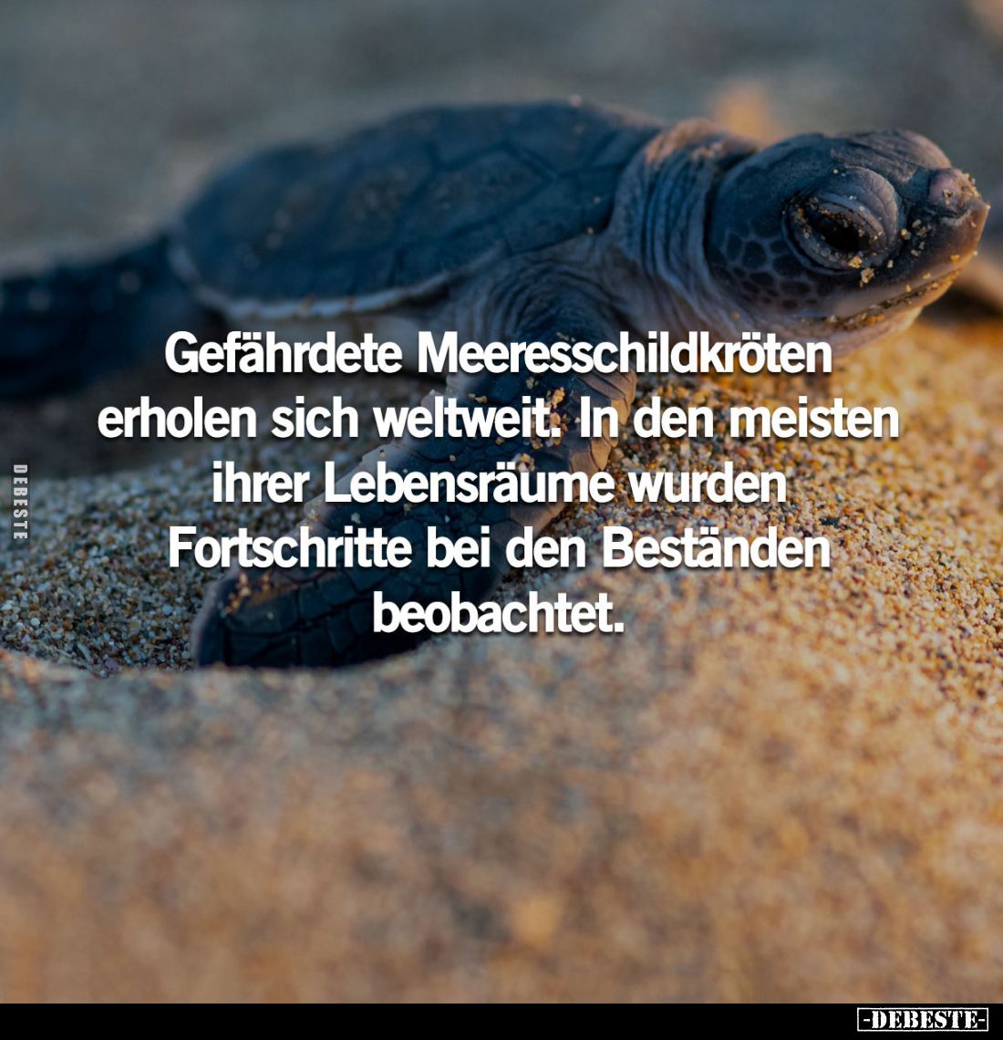 Gefährdete Meeresschildkröten erholen sich weltweit. In den meisten ihrer Lebensräume wurden Fortschritte bei den Beständen b...