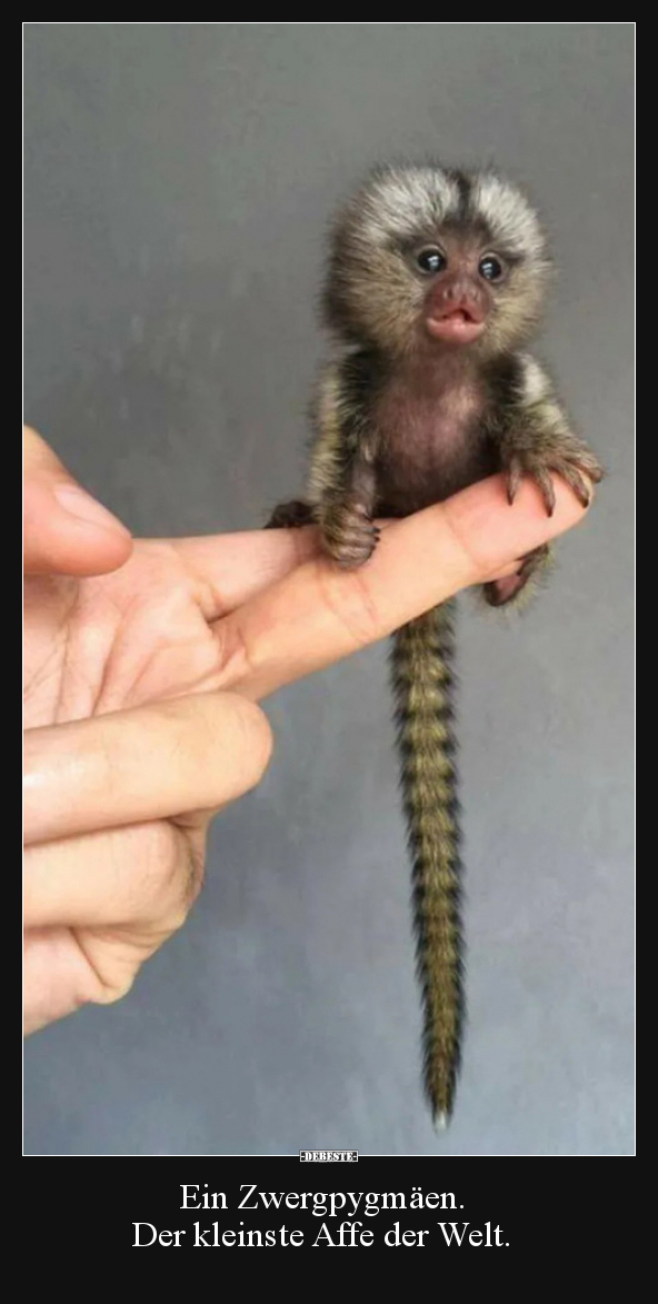 Ein Zwergpygmäen. Der kleinste Affe der Welt... - Lustige Bilder | DEBESTE.de