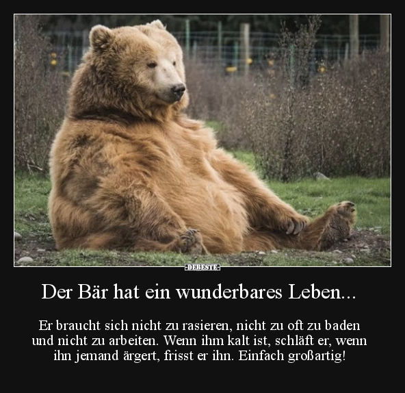 Der Bär hat ein wunderbares Leben... - Lustige Bilder | DEBESTE.de