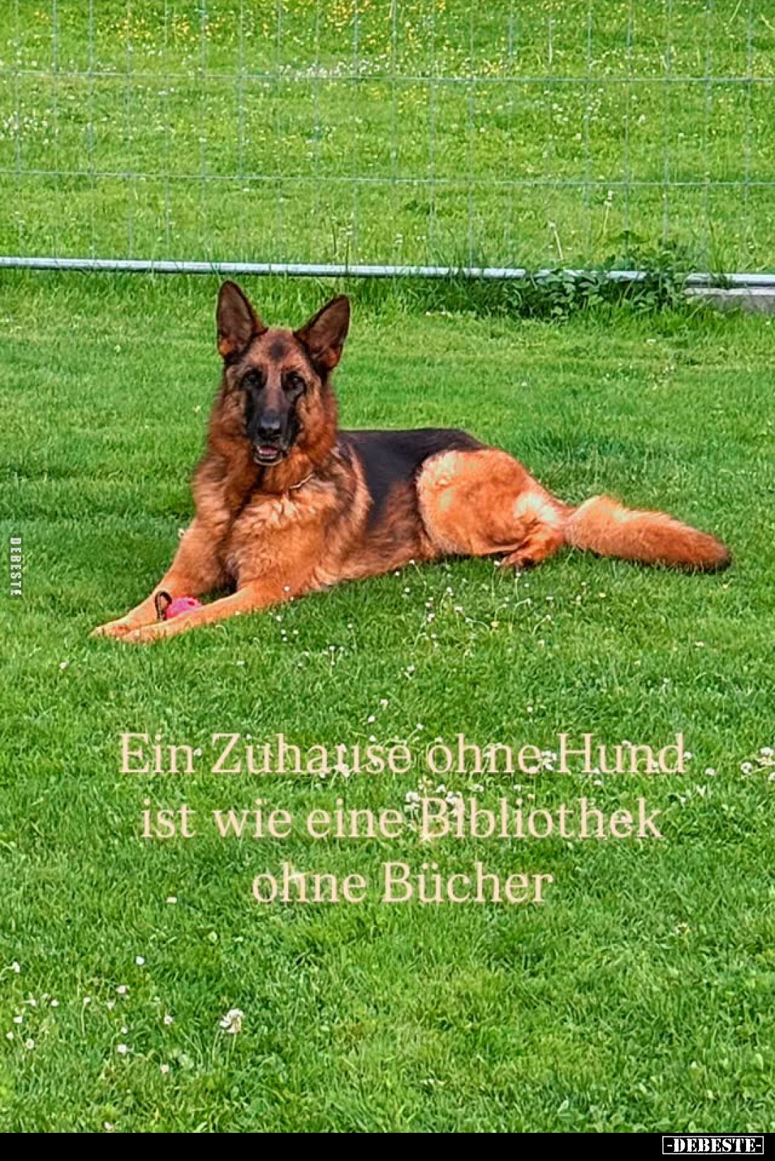 Ein Zuhause ohne Hund ist wie eine Bibliothek ohne Bücher