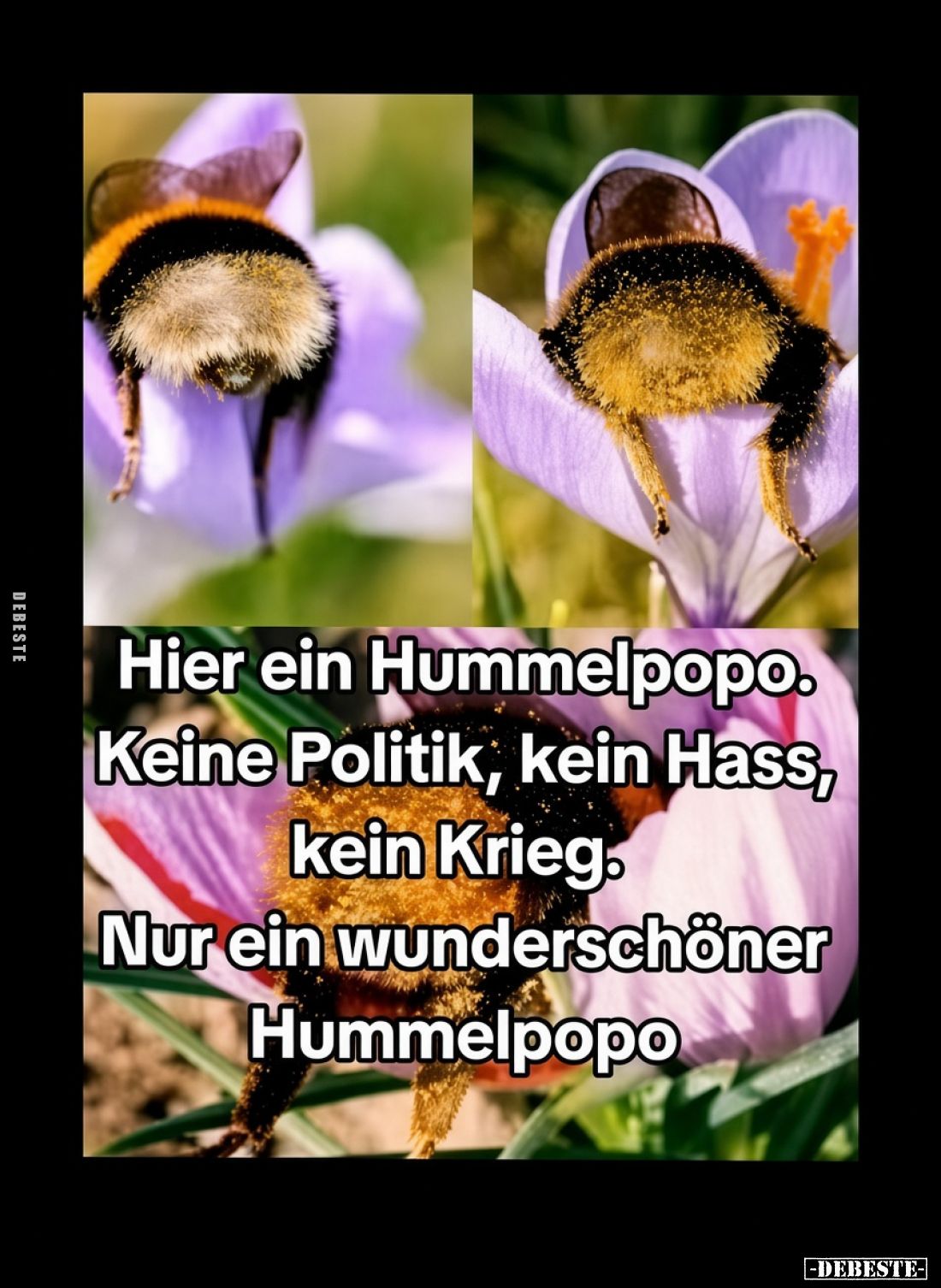 Hier ein Hummelpopo.. - Lustige Bilder | DEBESTE.de