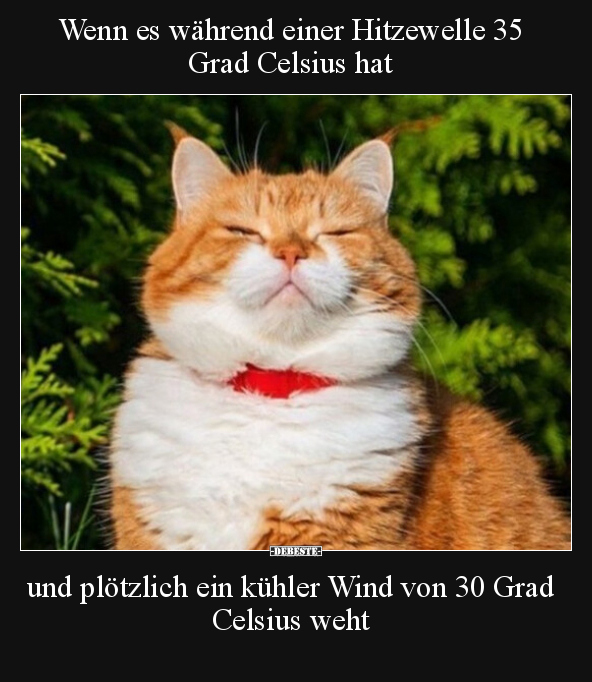 Wenn es während einer Hitzewelle 35 Grad Celsius hat.. - Lustige Bilder | DEBESTE.de