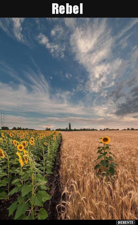 Rebel..