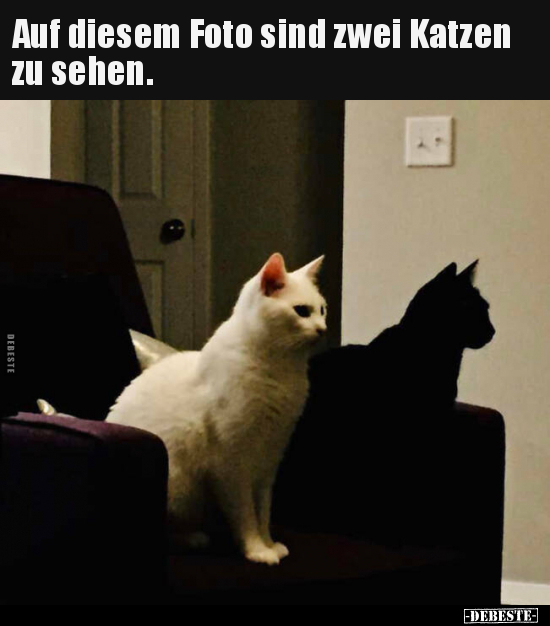 Auf diesem Foto sind zwei Katzen zu sehen... - Lustige Bilder | DEBESTE.de