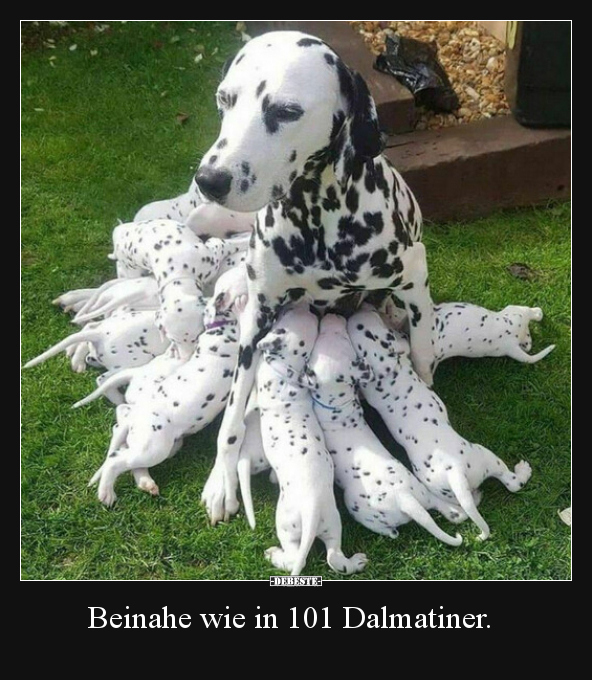 Beinahe wie in 101 Dalmatiner... - Lustige Bilder | DEBESTE.de