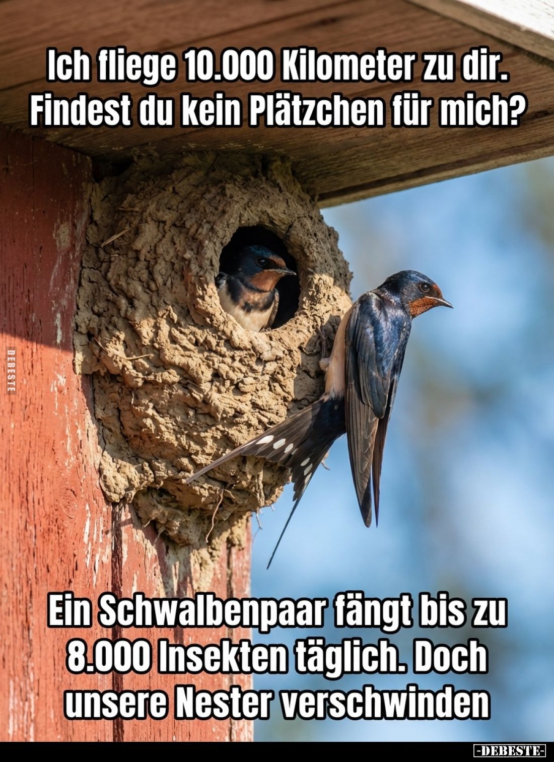 Ich fliege 10.000 Kilometer zu dir. Findest du kein Plätzchen für mich?
Ein Schwalbenpaar fängt bis zu 8.000 Insekten täglic...