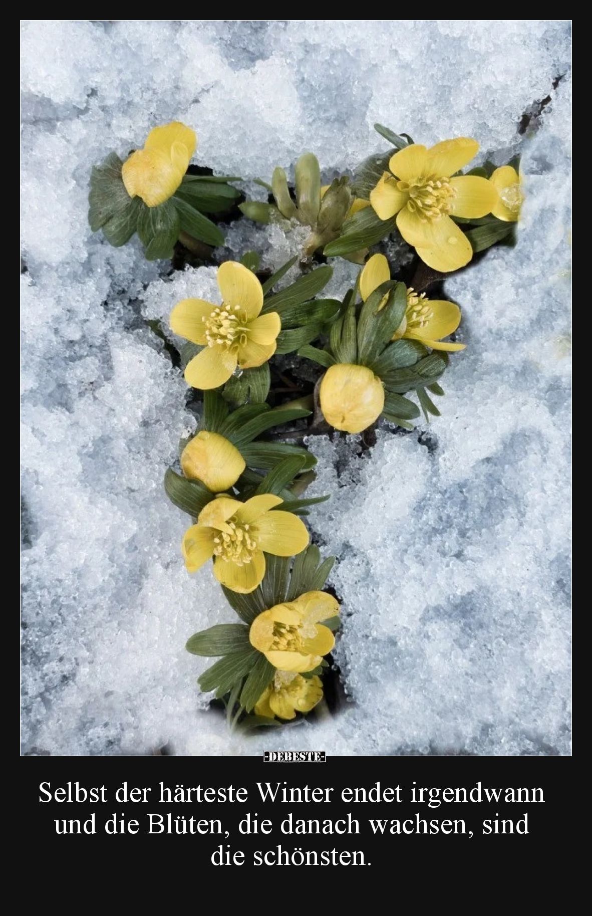 Selbst der härteste Winter endet irgendwann und die Blüten, die danach wachsen, sind die schönsten.