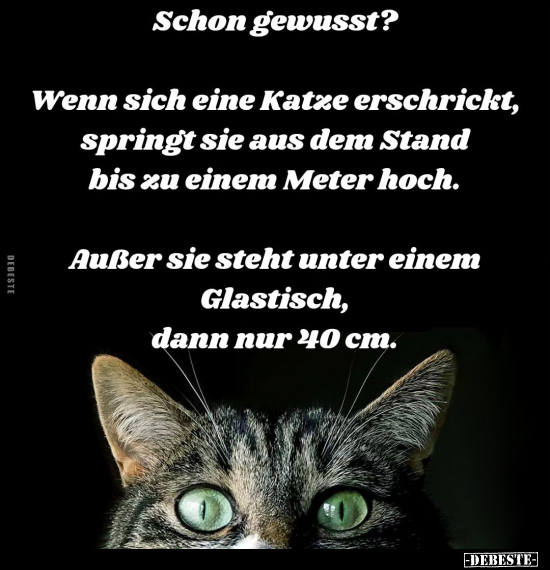 Schon gewusst? Wenn sich eine Katze erschrickt, springt sie.. - Lustige Bilder | DEBESTE.de
