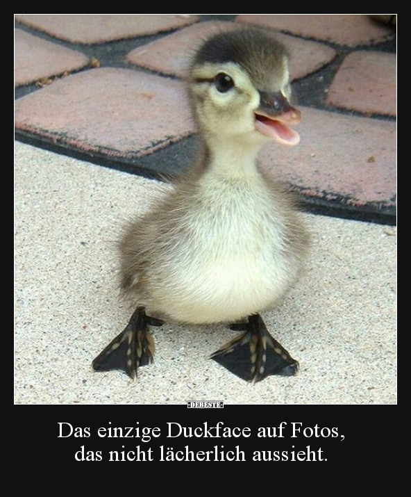 Das einzige Duckface auf Fotos, das nicht lächerlich.. - Lustige Bilder | DEBESTE.de