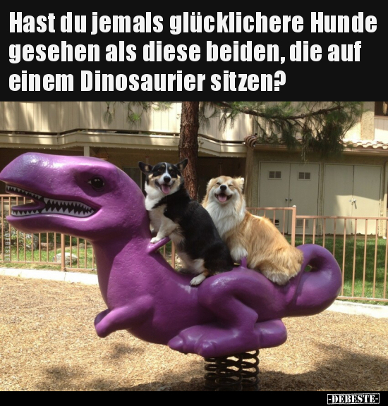 Hast du jemals glücklichere Hunde gesehen als diese beiden.. - Lustige Bilder | DEBESTE.de