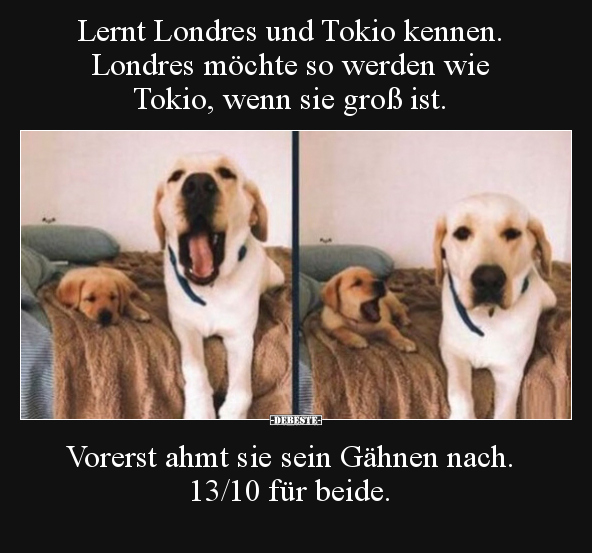 Lernt Londres und Tokio kennen. Londres möchte so werden wie Tokio, wenn sie groß ist.
Vorerst ahmt sie sein Gähnen nach. ...