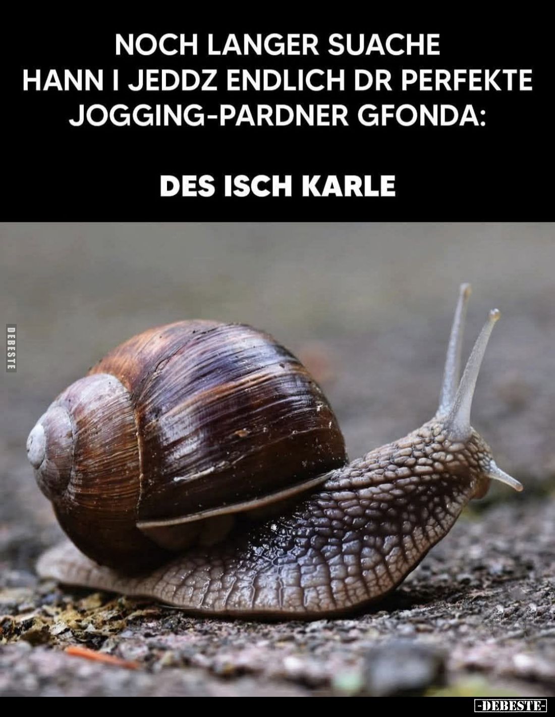 Noch langer suache hann i jeddz endlich dr perfekte Jogging-Pardner gfonda:
Des isch Karle.