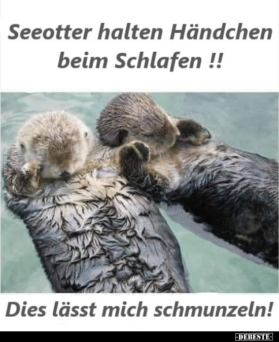 Seeotter halten Händchen beim Schlafen !! Dies lässt mich.. - Lustige Bilder | DEBESTE.de