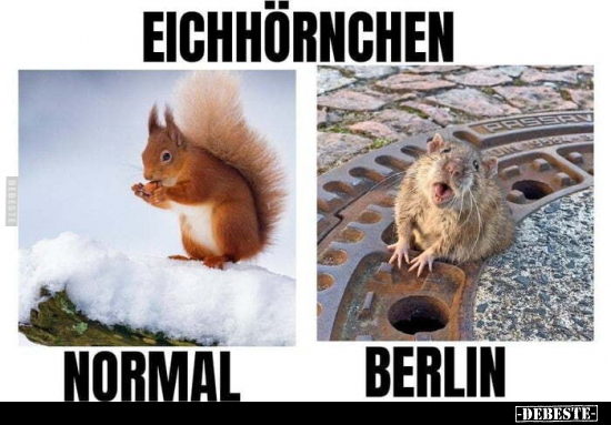 Eichhörnchen: Normal / Berlin... - Lustige Bilder | DEBESTE.de