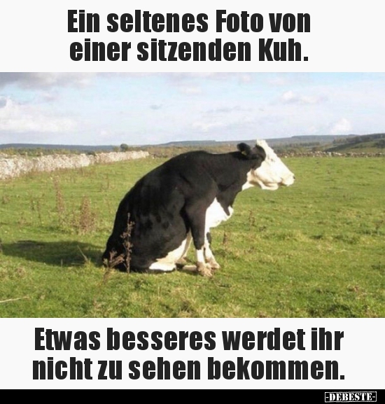 Ein Seltenes Foto Von Einer Sitzenden Kuh Lustige Bilder Spruche Witze Echt Lustig