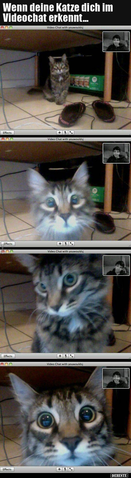 Wenn deine Katze dich im Videochat erkennt...