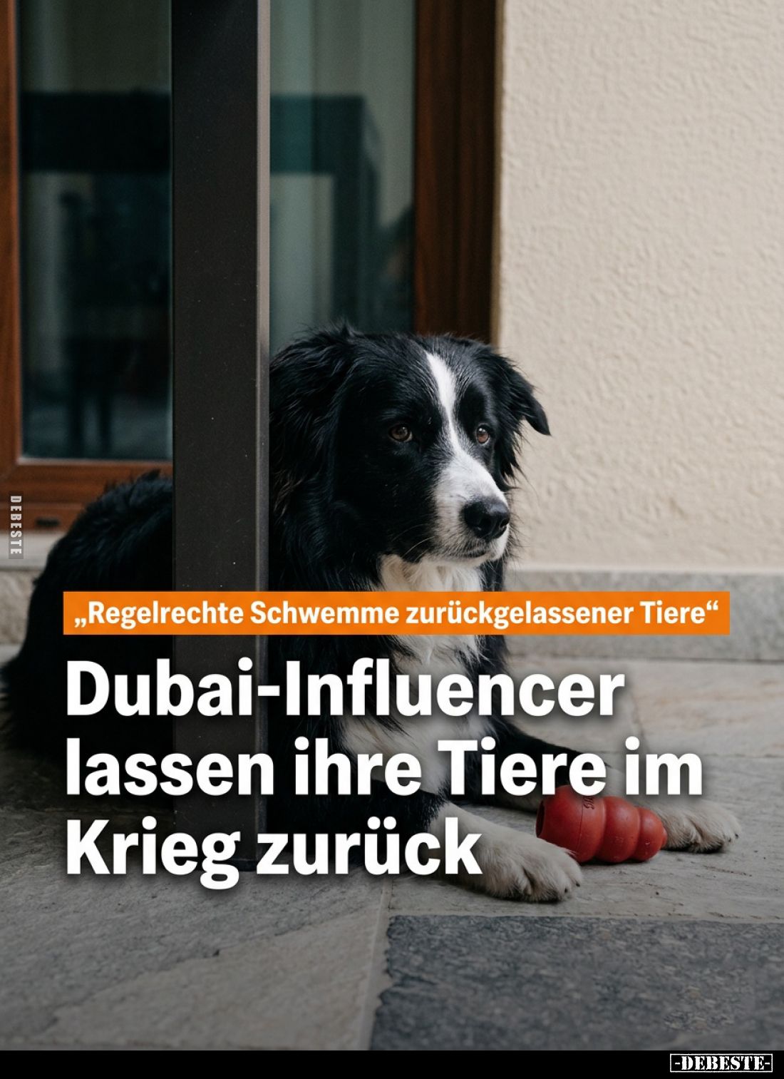 "Regelrechte Schwemme zurückgelassener Tiere.".. - Lustige Bilder | DEBESTE.de