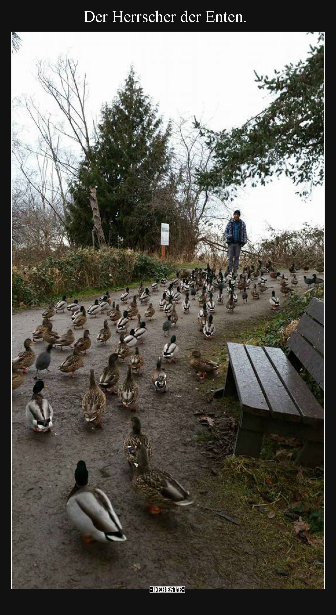 Der Herrscher der Enten.