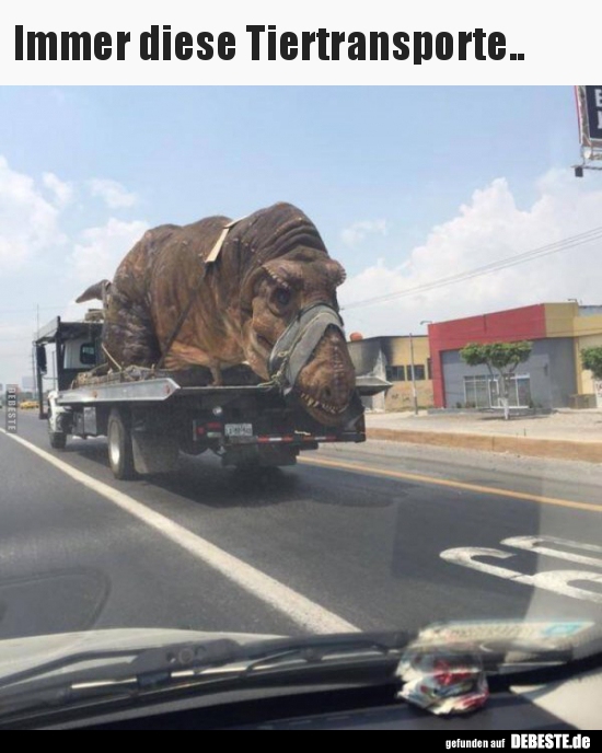 Immer diese Tiertransporte..