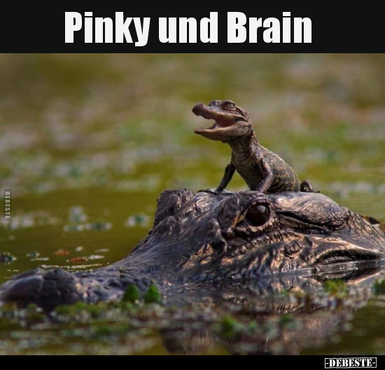 Pinky und Brain..