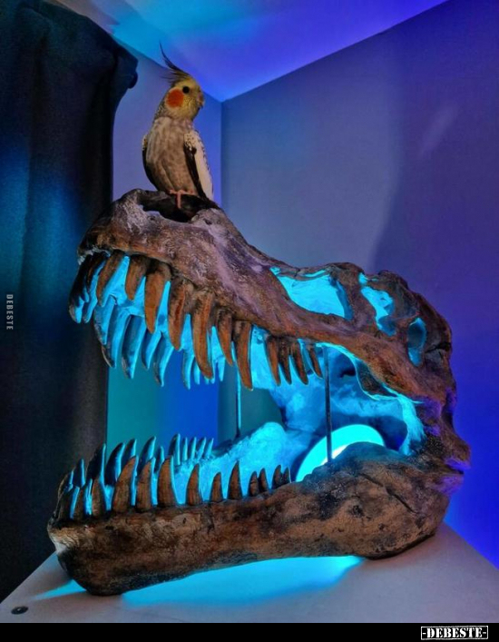  - Lustige Bilder | DEBESTE.de