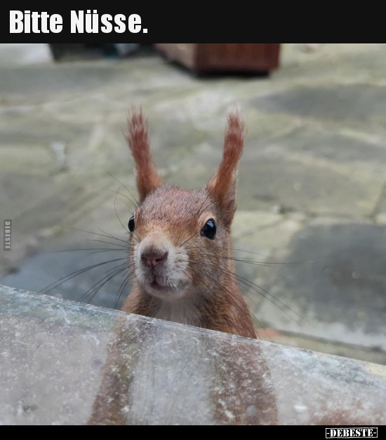 Bitte Nüsse...