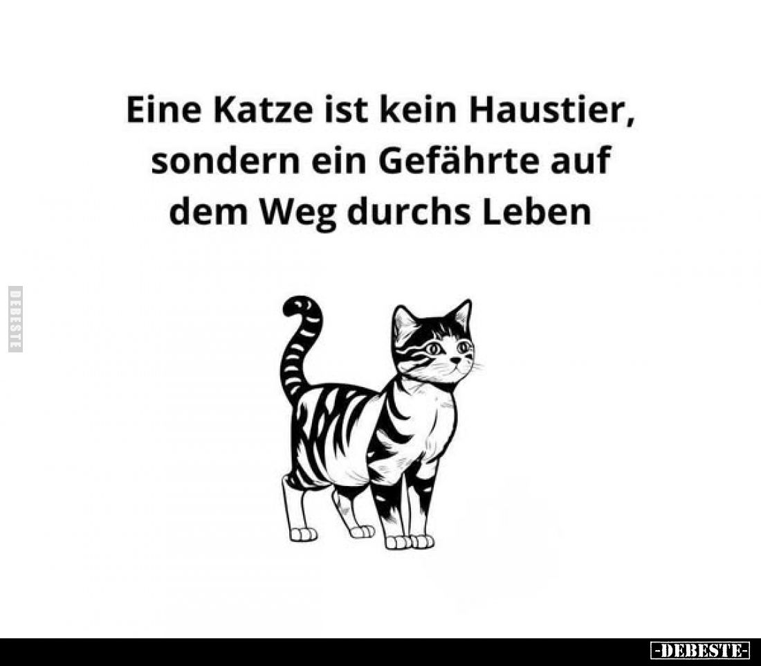 Eine Katze ist kein Haustier, sondern ein Gefährte auf dem Weg durchs Leben