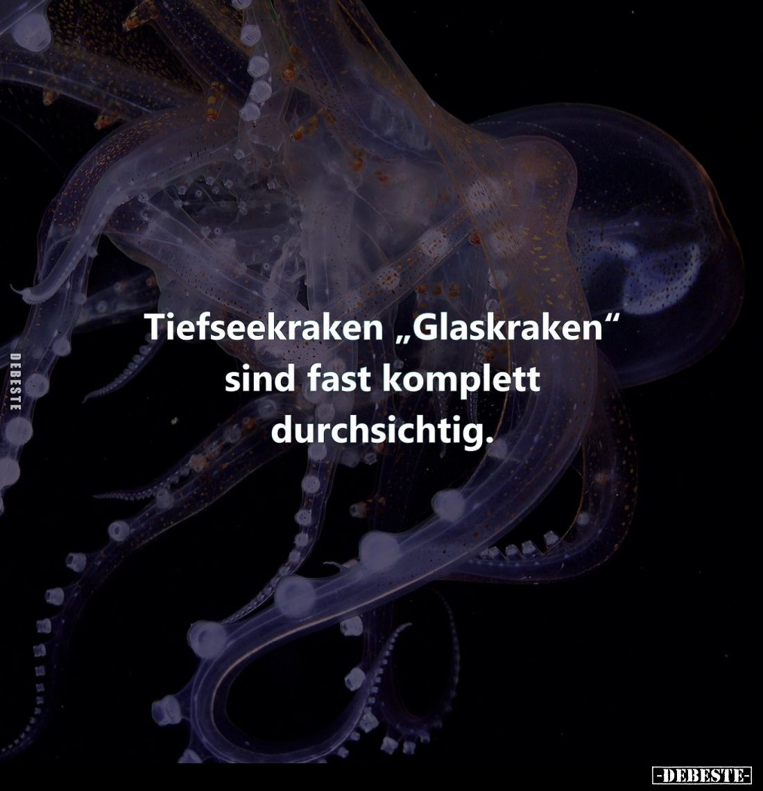 Tiefseekraken "Glaskraken" sind fast komplett durchsichtig.