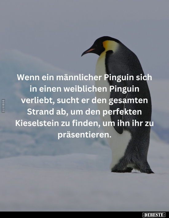 Wenn ein männlicher Pinguin.. - Lustige Bilder | DEBESTE.de