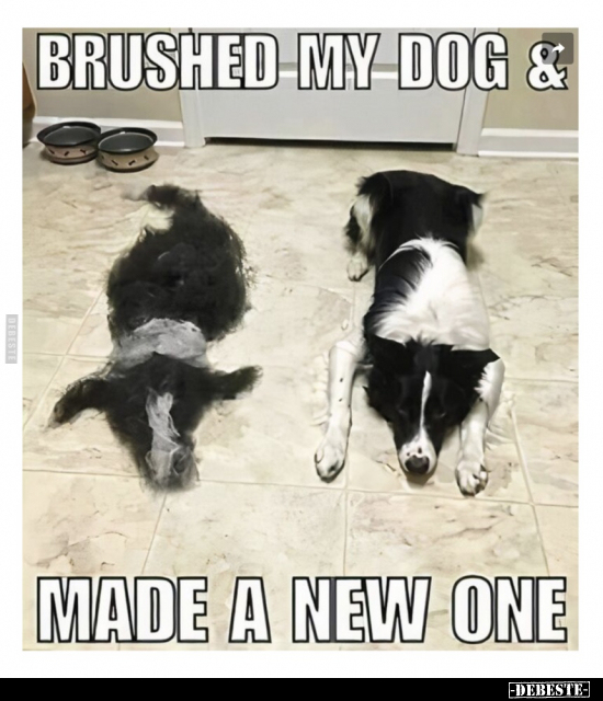 Brushed my dog and
made a new one.